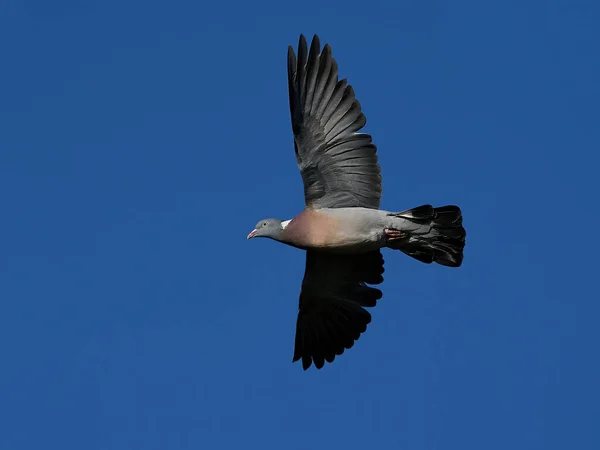 Gemeine Waldtaube Columba Palumbus Flug Mit Blauem Himmel Hintergrund — Stockfoto