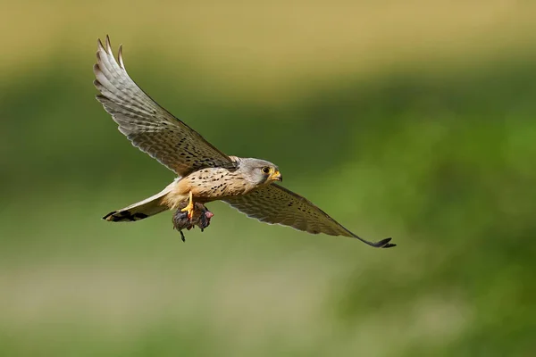 Κοινό Kestrel Στο Φυσικό Του Περιβάλλον Στη Δανία — Φωτογραφία Αρχείου