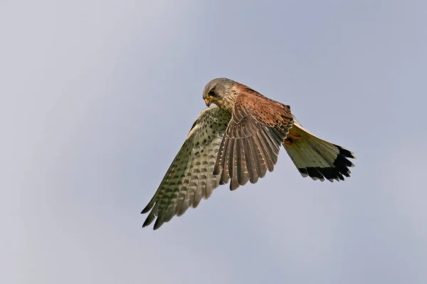 Gewone Torenvalk Zijn Natuurlijke Omgeving Denemarken — Stockfoto