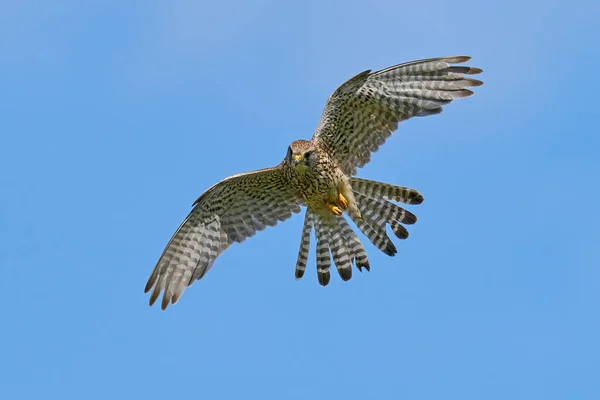 Juvenile Common Kestrel Sin Naturliga Miljö Danmark — Stockfoto