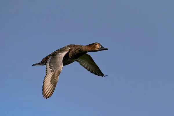 Weibliche Pochard Aythya Ferina Flug Mit Blauem Himmel Hintergrund — Stockfoto