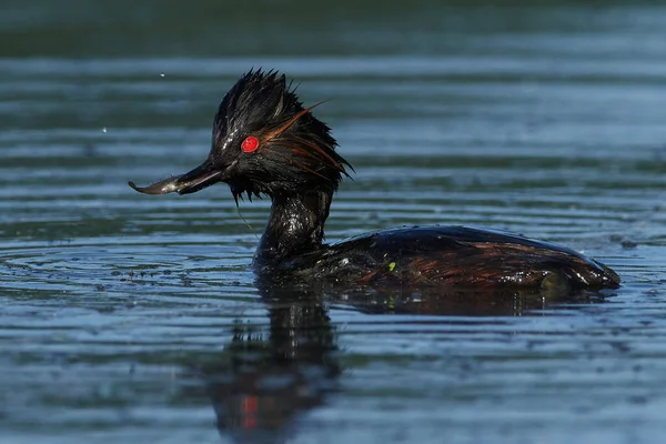 Zwarthalsfuut Zijn Natuurlijke Habitat Denemarken — Stockfoto