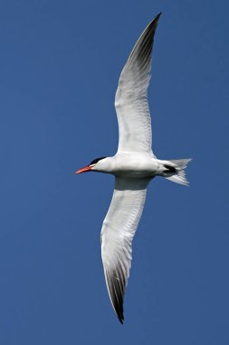 Caspian tern (Hydroprogne caspia) arka planda mavi gökyüzü ile uçuyor