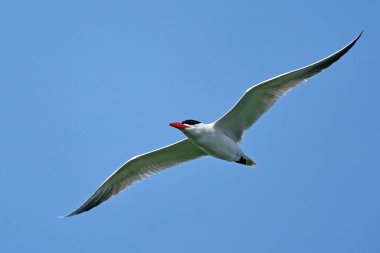 Caspian tern (Hydroprogne caspia) arka planda mavi gökyüzü ile uçuyor