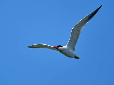 Caspian tern (Hydroprogne caspia) arka planda mavi gökyüzü ile uçuyor