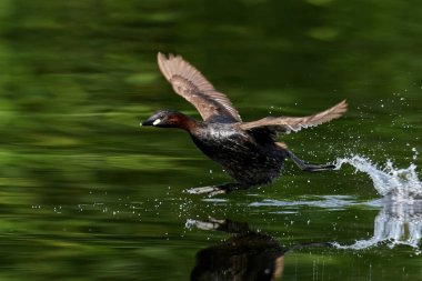 Doğal ortamında uçan küçük bir balina balığı.