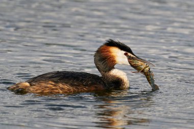 Gagasında Galiçya kerevitleri olan büyük ibikli bir yunus.