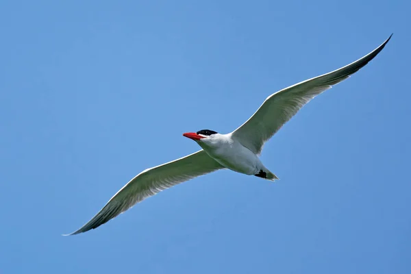 Cáspio Tern Hydroprogne Caspia Voo Com Céu Azul Segundo Plano — Fotografia de Stock