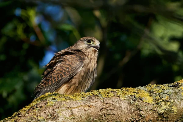 Gewone Torenvalk Zijn Natuurlijke Omgeving Denemarken — Stockfoto