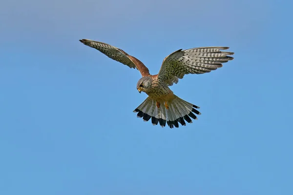 Common Kestrel Its Natural Enviroment Denmark — Stock Photo, Image