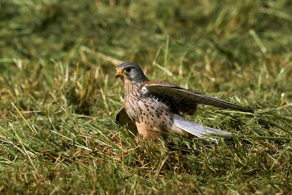 Společný Kestrel Svém Přirozeném Prostředí Dánsku — Stock fotografie