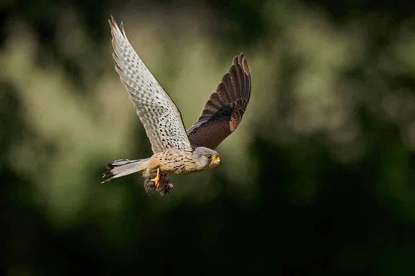 Gewone Torenvalk Zijn Natuurlijke Omgeving Denemarken Met Een Muis Zijn — Stockfoto