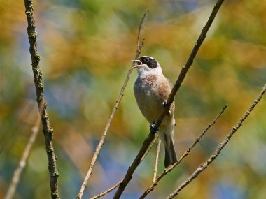 Eurasian penduline tit (Remiz pendulinus) in its natural enviroment in Denmark