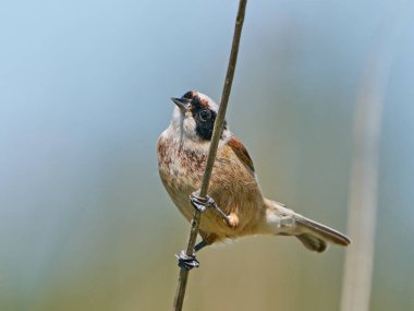 Eurasian penduline tit (Remiz pendulinus) in its natural enviroment in Denmark