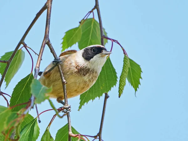 Eurasian Penduline Tit Remiz Pendulinus Its Natural Enviroment Denmark — Zdjęcie stockowe