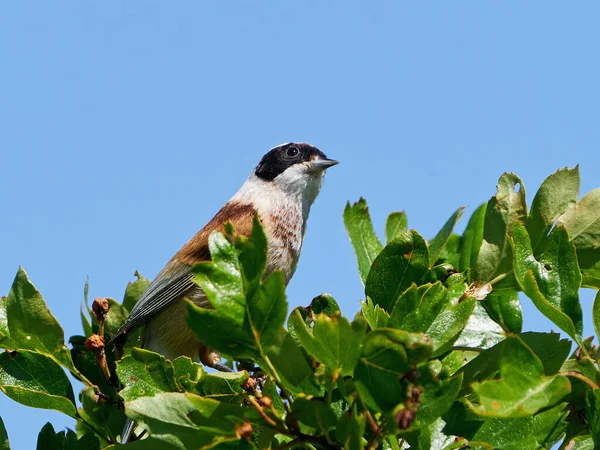 Teta Pendulina Euroasiática Remiz Pendulinus Entorno Natural Dinamarca — Foto de Stock