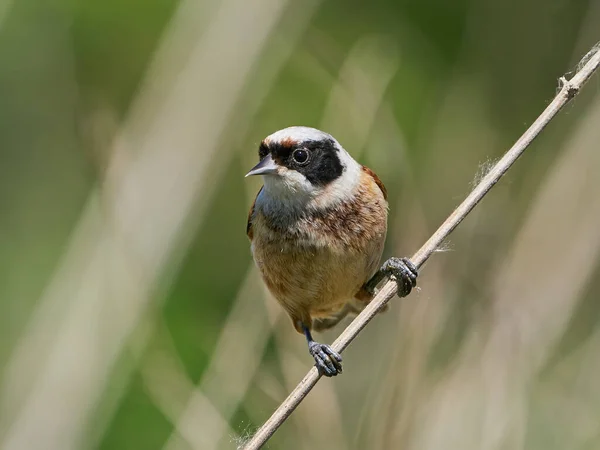 Mésange Penduline Eurasienne Remiz Pendulinus Dans Son Environnement Naturel Danemark — Photo