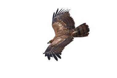 Genç Afrikalı harrier şahini uçuyor.