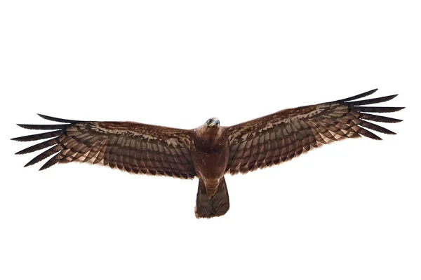Genç Afrikalı Harrier Şahini Uçuyor — Stok fotoğraf