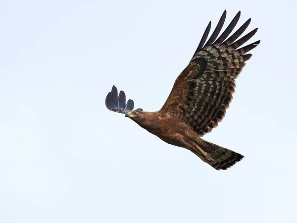 Mladistvý Africký Harrier Jestřáb Letu — Stock fotografie