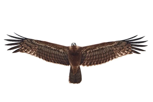 Falco Lepre Africano Volo — Foto Stock