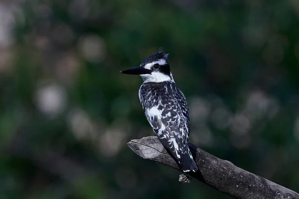 Pied Kingfisher Покоится Ветке Среде Обитания Гамбии — стоковое фото