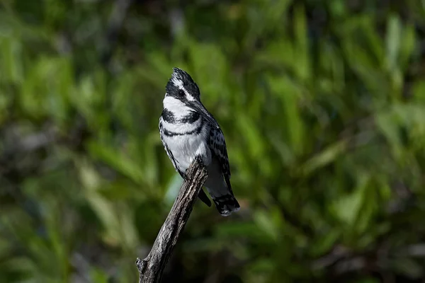 Pied Kingfisher Στηρίζεται Ένα Υποκατάστημα Στο Βιότοπό Του Στη Γκάμπια — Φωτογραφία Αρχείου