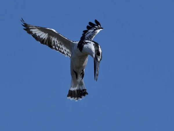 Pied Kingfisher Flight Blue Skies Background — Stock Photo, Image