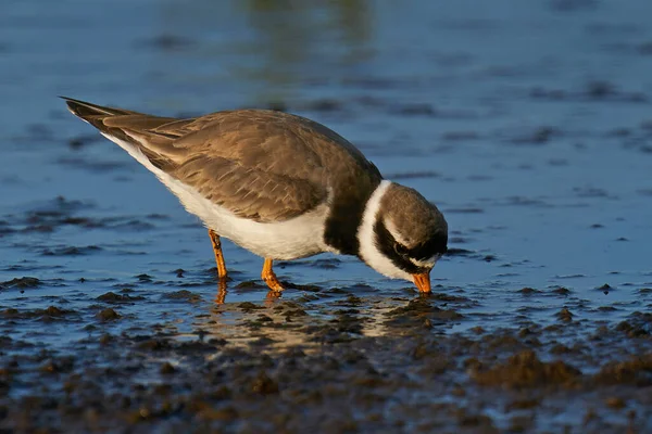 Common Ringed Plover Its Natural Enviroment — Stock Photo, Image