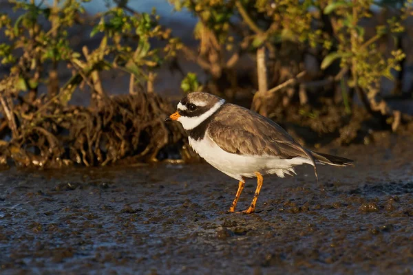 Common Ringed Plover Its Natural Enviroment — Stock Photo, Image