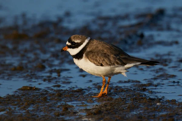 Plover Anillado Común Entorno Natural — Foto de Stock