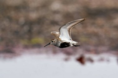 Dunlin, Danimarka 'daki doğal ortamında uçuyor.