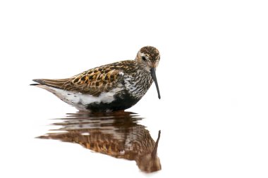 Dunlin, Danimarka 'daki doğal ortamında.