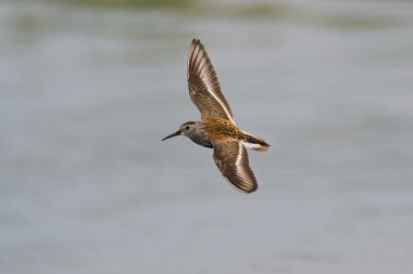 Dunlin, Danimarka 'daki doğal ortamında uçuyor.
