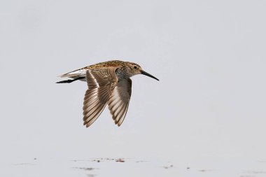Dunlin, Danimarka 'daki doğal ortamında uçuyor.