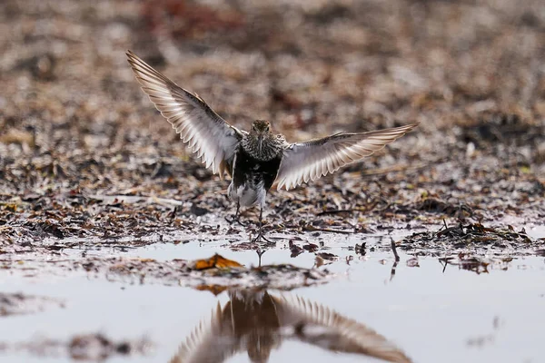 Dunlin Danimarka Daki Doğal Ortamında — Stok fotoğraf