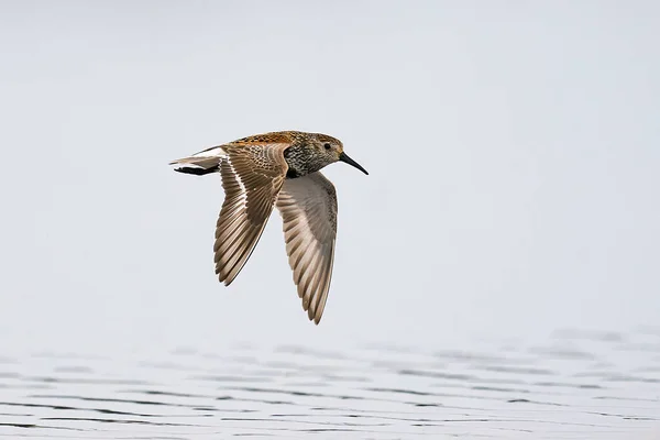 Dunlin Danimarka Daki Doğal Ortamında Uçuyor — Stok fotoğraf