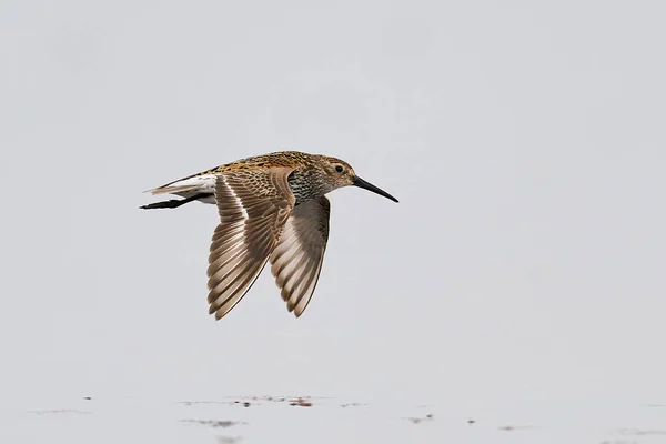 Dunlin Полете Естественной Среде Дании — стоковое фото