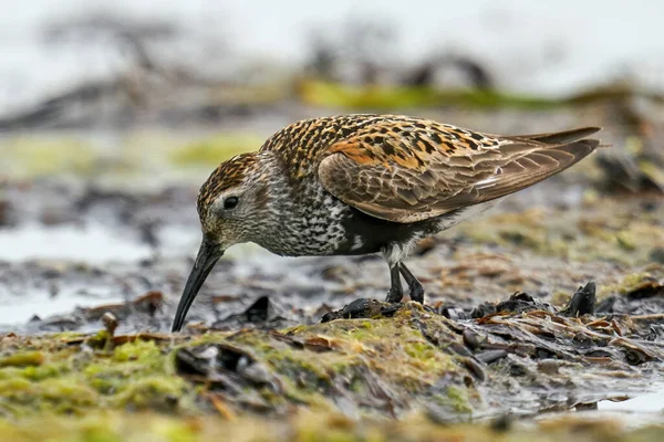 Dunlin Entorno Natural Dinamarca — Foto de Stock