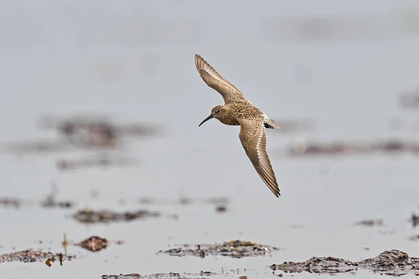 Brachwasserläufer Flug Seiner Natürlichen Umgebung — Stockfoto