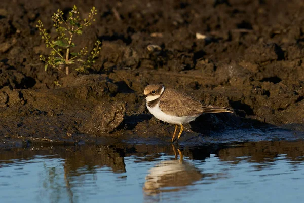Juvenile Little Ringed Plover Its Natural Enviroment — Stock Photo, Image