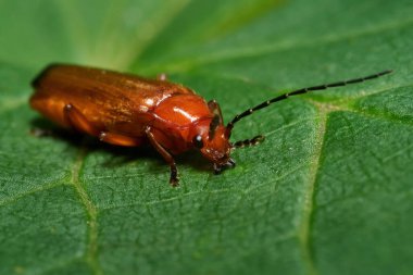 Kırmızı asker böceği (Rhagonycha fulva) doğal ortamında