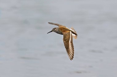Dunlin, Danimarka 'daki doğal ortamında.