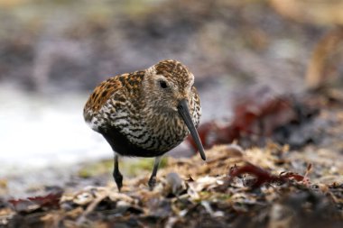 Dunlin, Danimarka 'daki doğal ortamında.