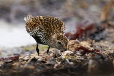 Dunlin, Danimarka 'daki doğal ortamında.