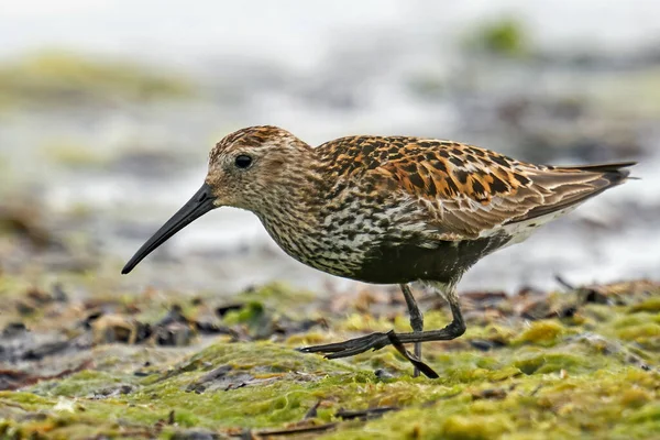 Dunlin Entorno Natural Dinamarca — Foto de Stock