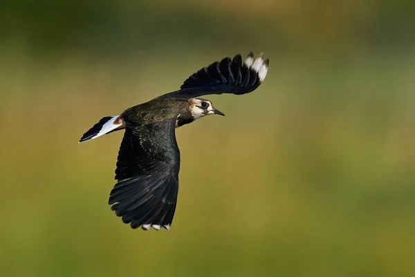 Aveugle Nord Juvénile Vol Dans Son Environnement Naturel — Photo