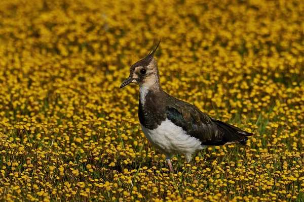 Noordelijke Kievit Zijn Natuurlijke Omgeving — Stockfoto