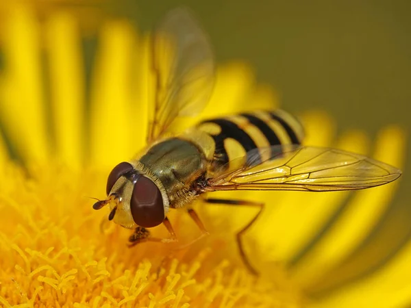 Mouche Blanche Syrphidae Dans Son Environnement Naturel — Photo