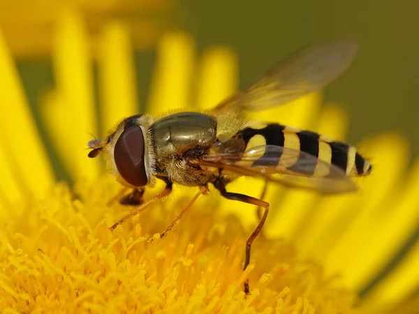 Hoverfly Syrphidae Természetes Környezetében — Stock Fotó